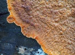 Attēlu rezultāti vaicājumam “Phlebia serialis”