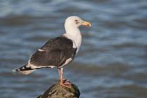 Attēlu rezultāti vaicājumam “Larus marinus adult”