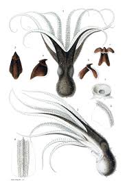 Image result for Octopus vulgaris