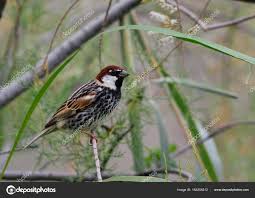 Image result for Passer hispaniolensis