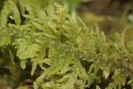 Attēlu rezultāti vaicājumam “Thuidium assimile”