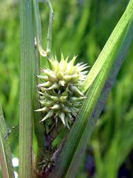 Attēlu rezultāti vaicājumam “Sparganium erectum aggr. leaf”