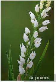 Attēlu rezultāti vaicājumam “Cephalanthera longifolia”