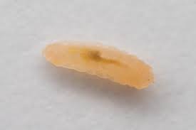 Attēlu rezultāti vaicājumam “Cystiphora sanguinea”