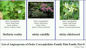 Attēlu rezultāti vaicājumam “Silene tatarica bud”