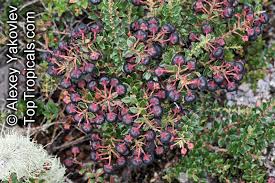 Attēlu rezultāti vaicājumam “Gaultheria cuneata”