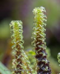 Attēlu rezultāti vaicājumam “Paludella squarrosa”