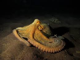 Image result for Octopus vulgaris