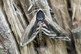 Attēlu rezultāti vaicājumam “Sphinx ligustri”