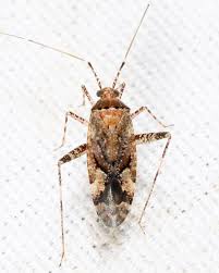 Attēlu rezultāti vaicājumam “Phytocoris sp.”