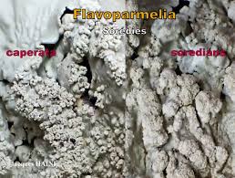 Attēlu rezultāti vaicājumam “Flavoparmelia caperata”