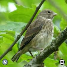 Attēlu rezultāti vaicājumam “Emberiza citrinella juvenile”