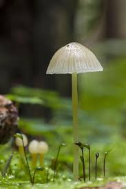 Attēlu rezultāti vaicājumam “Mycena epipterygia”