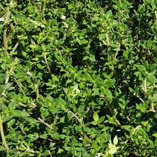 Image result for Thymus vulgaris