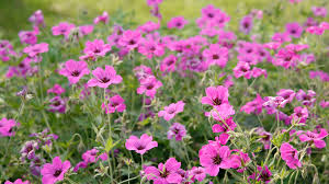 Image result for Storchschnäbel