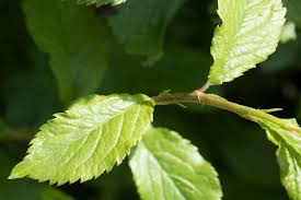 Attēlu rezultāti vaicājumam “Prunus spinosa leaf”