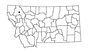 Attēlu rezultāti vaicājumam “Oxystegus tenuirostris”