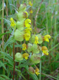 Attēlu rezultāti vaicājumam “Rhinanthus serotinus flower”