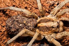 Attēlu rezultāti vaicājumam “Lycosidae”
