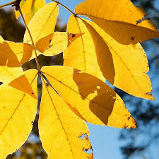 Attēlu rezultāti vaicājumam “Carya ovata leaf”