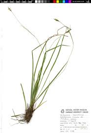 Attēlu rezultāti vaicājumam “Carex chordorhiza”