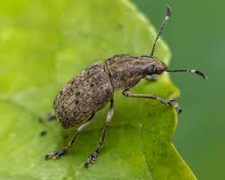 Attēlu rezultāti vaicājumam “Anthribidae”