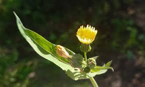 Attēlu rezultāti vaicājumam “Sonchus oleraceus bud”