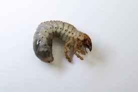 Attēlu rezultāti vaicājumam “Melolontha melolontha imago”