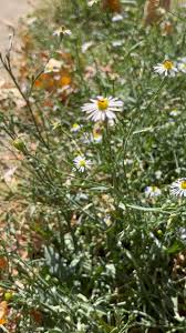 Attēlu rezultāti vaicājumam “Symphyotrichum x salignum”