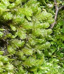 Attēlu rezultāti vaicājumam “Neckera”