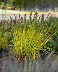 Attēlu rezultāti vaicājumam “Carex elata flower”