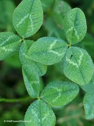 Attēlu rezultāti vaicājumam “Trifolium repens leaf”