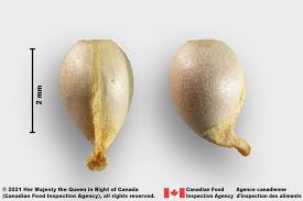 Attēlu rezultāti vaicājumam “Viola canina fruit”