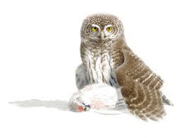 Attēlu rezultāti vaicājumam “Glaucidium passerinum”