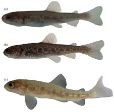 Image result for Salvelinus alpinus oquassa