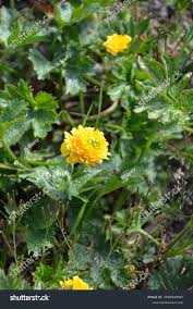 Attēlu rezultāti vaicājumam “Ranunculus repens flower”