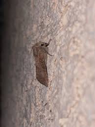 Attēlu rezultāti vaicājumam “Orthosia sp.”