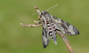 Image result for hawk moth