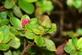 Attēlu rezultāti vaicājumam “Exobasidiales”