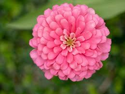 Image result for Zinnia elegans