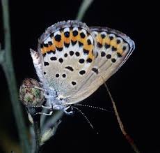 Attēlu rezultāti vaicājumam “Plebejus argus / Plebejus idas”
