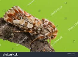 Attēlu rezultāti vaicājumam “Panolis flammea”