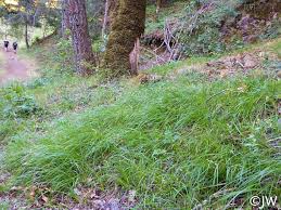 Attēlu rezultāti vaicājumam “Carex globularis”