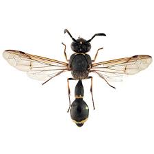 Attēlu rezultāti vaicājumam “Vespidae”