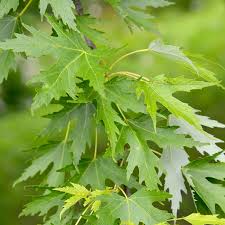 Attēlu rezultāti vaicājumam “Acer saccharinum leaf”
