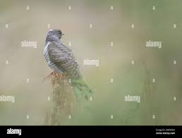 Attēlu rezultāti vaicājumam “Cuculus canorus juvenile”