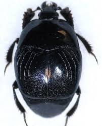 Attēlu rezultāti vaicājumam “Histeridae”