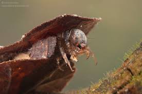 Attēlu rezultāti vaicājumam “Glyphotaelius pellucidus”