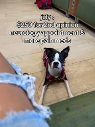 Image result for Boothtown Terriers A R L F C