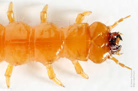 Attēlu rezultāti vaicājumam “Schizotus pectinicornis”